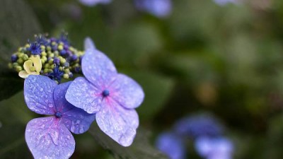 동경 다카오산(高尾山) 에서 본 일본수국 (水菊-자양화)