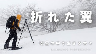 【自然写真】冬景色・吹雪の中で生きる木々・折れた翼に出会う