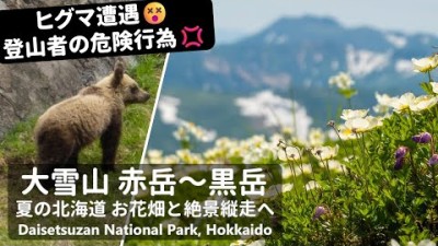 【北海道登山】ヒグマ遭遇????危険行為???? 夏の大雪山を彩る絶景と高山植物｜赤岳～白雲岳～黒岳縦走トレッキング