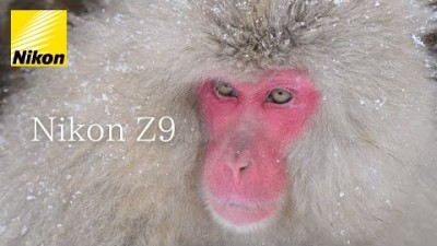 Shot Snow Monkey on Nikon Z9・4K120p Japan
