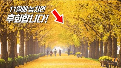 ???? 전철 타고 가는 아름다운 가을 여행지 6곳! 상 받을만 하네요~ | ???? 수도권 당일치기 여행코스 | Korea&#39;s Most Beautiful Tree Path in Fall