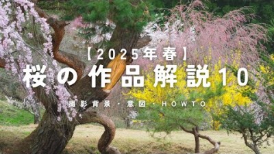 【自然写真】綺麗だった春の桜・作品解説10｜撮影背景・意図・Howto