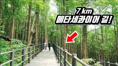 ???? 정말 시원하네요! 도심 속 울창한 7km 메타세콰이어 숲길 트레킹 코스 | ????만든 사람 칭찬해! | 대중교통 당일치기 여행 코스 | Forest trekking course