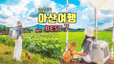 아산 뚜벅이 당일치기 여행코스 Best 7✨아산 가볼만한곳????국내 애견동반 여행지 추천‼️신정호, 모나무르, 외암민속마을, 지중해마을, 현충사, 은행나무길????