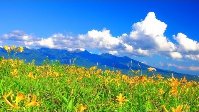 4K 絶景「夏の霧ヶ峰高原 ニッコウキスゲと八ヶ岳」 癒し自然風景映像 Japan Summer of Kirigamine plateau Day lily and Yatsugatake