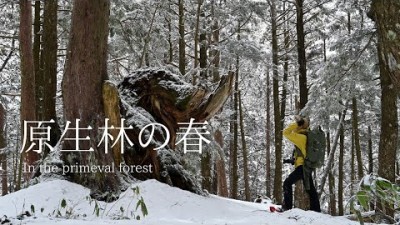 【風景写真】原生林の春・残雪の森を歩く｜Landscape photography