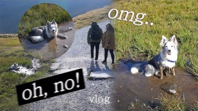 외국인들 다 경악시킨 창피한 우리개 - 강아지와 유럽여행 vlog (6)