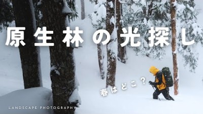 【自然写真】凍える原生林で素敵な光に出会った｜GFX100SII