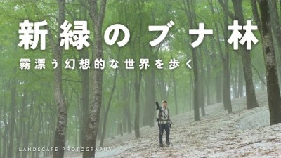【自然写真】新緑のブナ林・霧漂う幻想的な世界を歩く