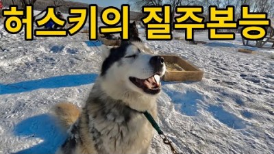 눈덮힌 러시아에서 하루종일 허스키와 뒹굴기 [#세계여행 03]