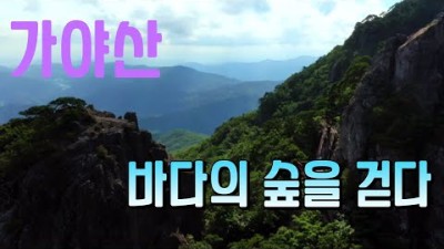 숲의 바다를 걷다 - 가야산 국립공원 [세계명산트레킹] | [World Mountain] KBS 방송