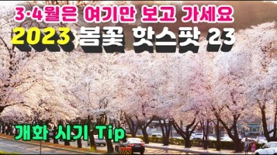 [3월 4월 봄꽃여행] 한국 대표 봄꽃명소 Best 23곳 - 영상과 함께 환상적인 꽃길만 걷고 오세요 Spring Flower Attractions in Korea
