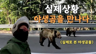 [#55] 공포의 야생곰을 만나다.. 그것도 무려 xx마리나 (루마니아 ????????)