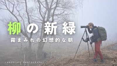 【春・自然写真】柳の新緑・霧まみれの幻想的な朝