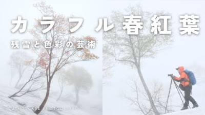 【自然写真】残雪に咲く美しいカラフル春紅葉｜FUJIFILM GFX